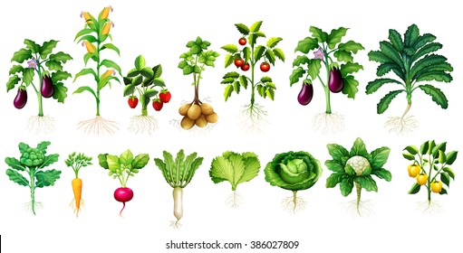 Many kind of vegetables with leaves and roots illustration