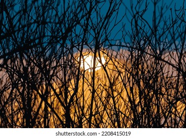 Many leafless branches sunset and sky background, vector.