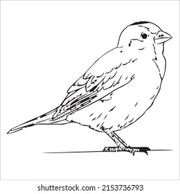 Many of the line art bird pictures