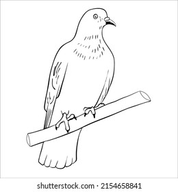 Many of the line art bird pictures