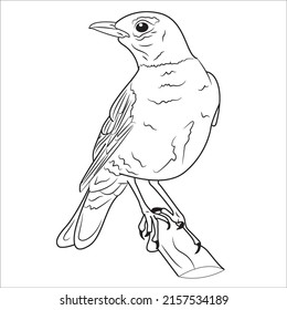 Many of the line art bird pictures