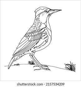 Many of the line art bird pictures