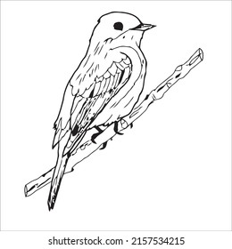 Many of the line art bird pictures