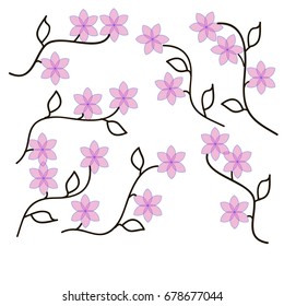 Many Pink Flowers with Dark Flowers and Stem on White Background