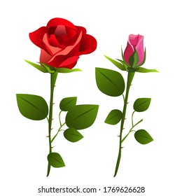 Many red roses.  Vector image Isolated on white.