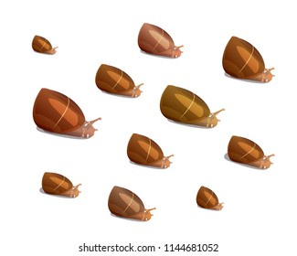 many river snails of different size