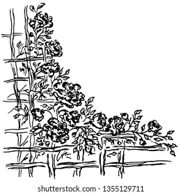 Many roses beyond wooden fence. Hand Drawn Vector Illustrations Of Abstract Set of Flowers Isolated on White. Hand Drawn Sketch of a Flowers
