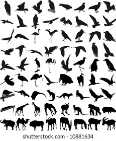 Many silhouettes of different animals and birds