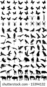 Many silhouettes of different animals and insects