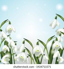 Many snowdrops with water drops on them against the background of the sky