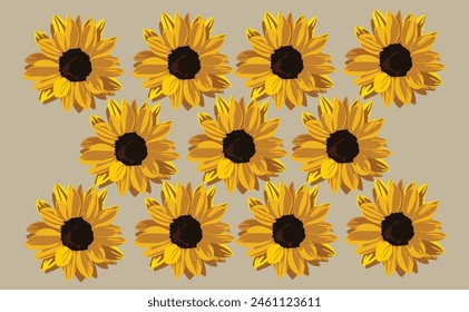 Many sunflowers heads on a empty background