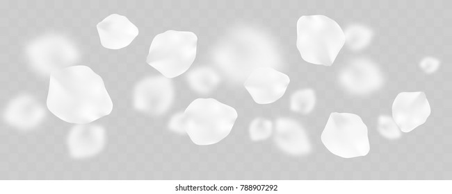 Many tender white petals isolated on transparent background, randomly flying in the air isolated on transparent background, wide vector illustration.