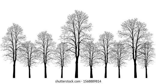 Many trees of different heights. Trees without leaves. Leafless tree trunks with branches without leaves. Trees on a white background. Large plants for decoration. Many branches without leaves.