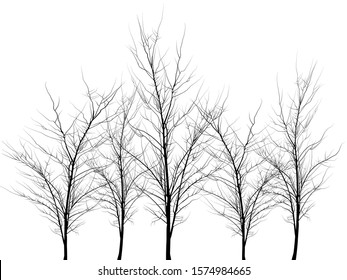 Many trees of different heights. Trees without leaves. Leafless tree trunks with branches without leaves. Large plants for decoration. Many branches without leaves.