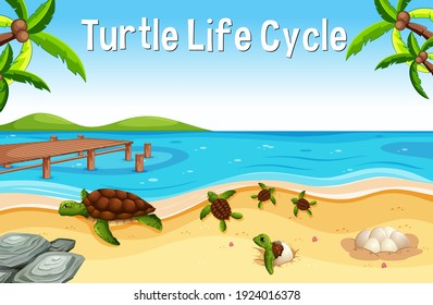 Many turtles on the beach scene with Turtle Life Cycle Font illustration