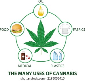 Many Uses Cannabis Diagram Illustration Stock Vector (Royalty Free ...