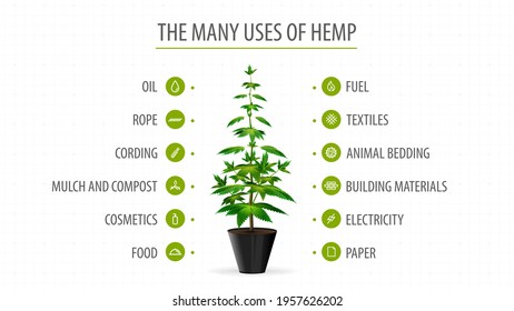 Many uses of hemp, white banner with infographic of uses of cannabis and greenbush of cannabis plant - Shutterstock ID 1957626202
