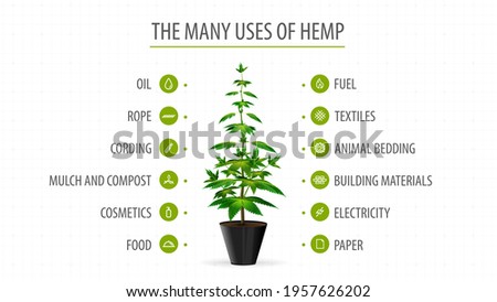 Many uses of hemp, white banner with infographic of uses of cannabis and greenbush of cannabis plant