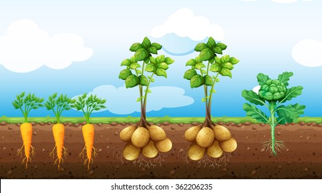 Potato Underground High Res Stock Images Shutterstock