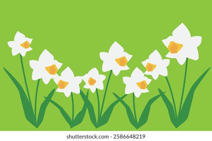 Many white daffodil flowers vector illustration background material