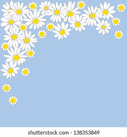 Many white daisies on a blue background 