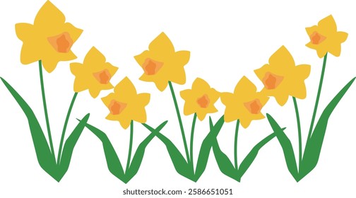 Many yellow daffodil flowers vector illustration background material