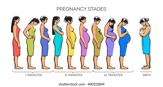 Many young girls are standing one behind other, concept of stages of pregnancy, trimesters types, sketch color illustration, vector