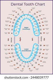 Map of human teeth. Names of teeth and their position in the jaw. Vector illustration for dentists and students of medical universities and colleges