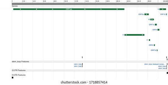 A map of the SARS-CoV-2 genome, color vector illustration, white background