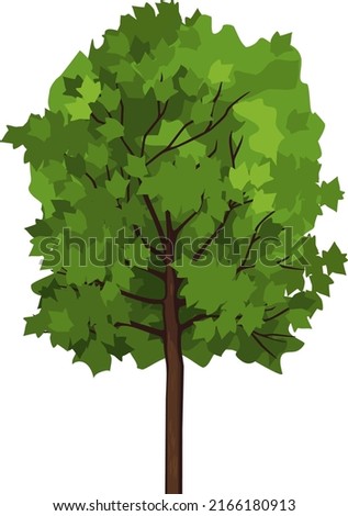 Maple (Acer platanoides) tree with green crown isolated on white background