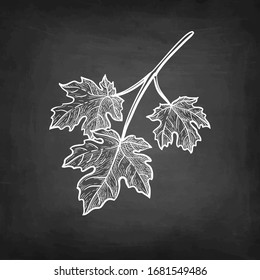 maple, acer, syrup, sugar, canada, botany, tree, sketch, vector, etching, woodcut, season, ink, illustration, art, vintage, engraved, object, retro, plant, engraving, engrave, nature, hand drawn, grov