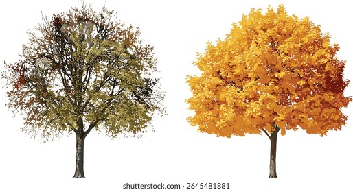 Maple Acer and Tilia trees collection, winter frontal street foliage, isolated, bright daylight, vector illustration, city planning greenery, architectural rendering resource.