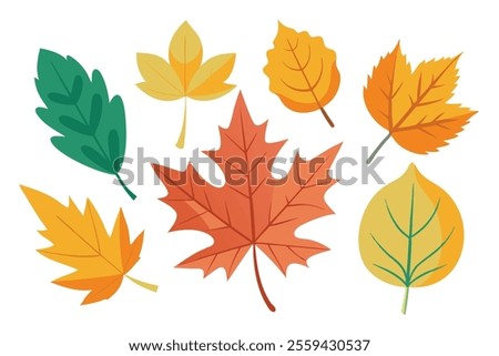 
Maple ash leaves set isolated flat vector illustration on white background