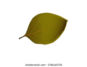 Maple, autumn, fallen leaf, trace of summer, dying green, streaks, shape of nature