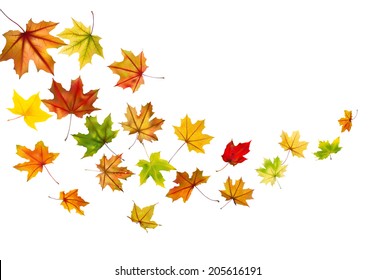 Maple autumn falling leaves, vector illustration.