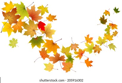 Maple Autumn Falling Leaves, Vector Illustration.