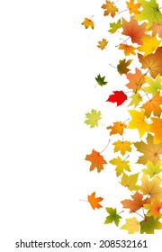 Maple autumn falling leaves, vector illustration.