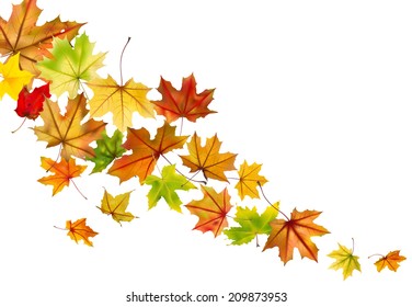 Maple autumn falling leaves, vector illustration.