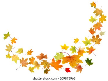 Maple autumn falling leaves, vector illustration.