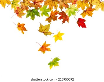 Maple Autumn Falling Leaves, Vector Illustration.