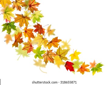 Maple autumn falling leaves, vector illustration.