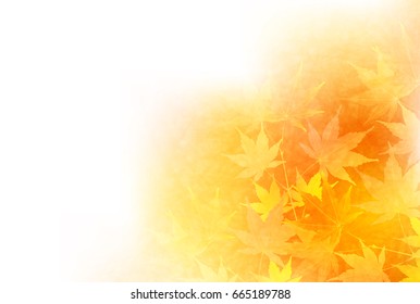 Maple autumn leaf background