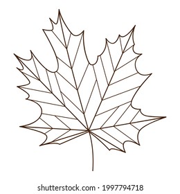 maple autumn leaf. Botanical, plant design element with outline. Autumn time. Doodle, hand-drawn. Flat design. Black white vector illustration. Isolated on a white background.