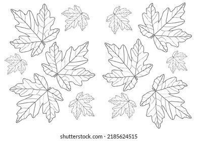 Das Ahornblatt ist für Karten, Farben, Tattoo, Kleidung und Stoffdruck konzipiert und kann bei verschiedenen Gelegenheiten verwendet werden.