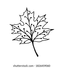 Maple autumn leaf drawn by hand in doodle style. Leaf icon on a white background. Vector illustration of a maple tree for clothes, bed linen, postcards, icon, sticker for design decoration
