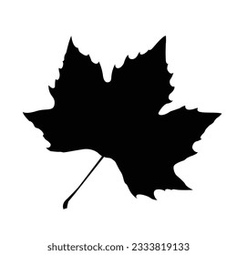 Maple , autumn leaf isolated on white background
