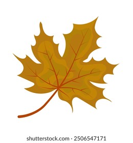 maple autumn leaf isolated on white background.