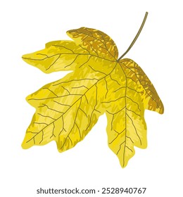 Esboço de folha de outono de bordo. Elemento de plano de fundo de queda desenhado à mão. Brilhante amarelo vibrante forma orgânica de folha de bordo. Textura natural desenho à mão livre.
