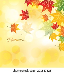 maple autumn leaves