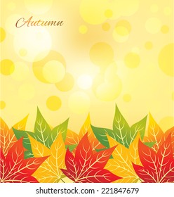 maple autumn leaves
